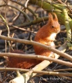 mort de rire - ecureuil