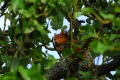 cache cache - ecureuil