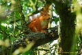 en observation - ecureuil