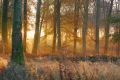 embrasement - paysages  forestiers