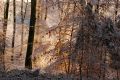 lever de soleil - paysages  forestiers