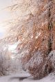 feuilles et neige - paysages  forestiers