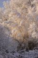 fardeau neige - paysages  forestiers
