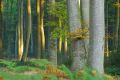 les trois frères - paysages  forestiers