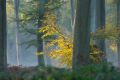 lumière matinale - paysages  forestiers