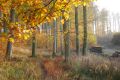 automnal - paysages  forestiers