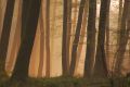 la pointe du jour - paysages  forestiers