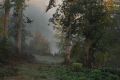 à la pointe du jour - paysages  forestiers