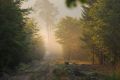 Pourru aux bois - paysages  forestiers