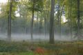première brume - paysages  forestiers