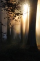 brume et soleil - paysages  forestiers