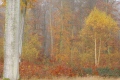 le bouleau - paysages  forestiers