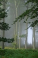 trou de lumière - paysages  forestiers