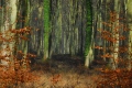 Forêt d'EU - paysages  forestiers