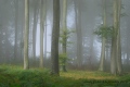 brume et futaie - paysages  forestiers