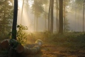 lumière celestre - paysages  forestiers