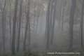 parcelle 35 forêt Indivise d'EU en Haute Normandie - paysages  forestiers