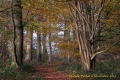 trochée de noisetiers - paysages  forestiers
