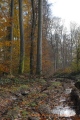 ligne de parcelle au Fau de forêt - paysages  forestiers