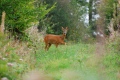 chevrette sur ses gardes - chevreuils