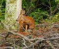 rut du brocard - chevreuils