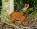 brocard en rut - chevreuils