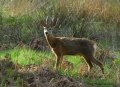 brocard en mue - chevreuils