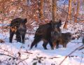 famille de sangliers - sangliers