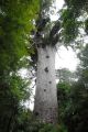 kauri - Nouvelle Zélande jan 2012