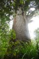 Kauri - Nouvelle Zélande jan 2012