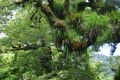 forêt primaire  de Waikaremoana - Nouvelle Zélande jan 2012