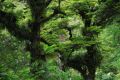 forêt de Waikaremoana - Nouvelle Zélande jan 2012
