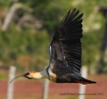 Ibis à face noire - les oiseaux N° 2