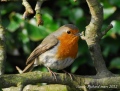 le chant du rouge gorge - les oiseaux N° 2