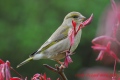 verdier - les oiseaux N° 2