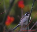 mésange Nonnette - les oiseaux N° 2