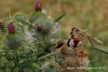 chardonneret - les oiseaux N° 2