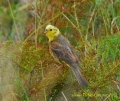 bruant jaune mâle - les oiseaux N° 2