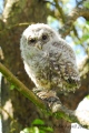 chouette hulotte juvénile - les oiseaux N° 2