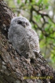 boule de duvet - les oiseaux N° 2