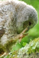 si tu bouges.... - les oiseaux N° 2