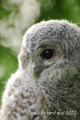 tendre regard - les oiseaux N° 2