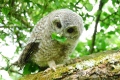 hulotte herbivore - les oiseaux N° 2