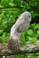 la crampe - les oiseaux N° 2