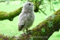 chouette hulotte juvénile - les oiseaux N° 2