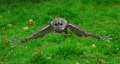 plein vol - les oiseaux N° 2