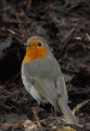 rouge gorge - les oiseaux N° 2
