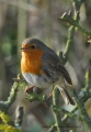 rouge gorge aux couleurs d'automne - les oiseaux N° 2