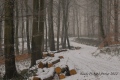route forestière Clémentine - paysages N° 2