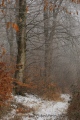 chemin forestier - paysages N° 2